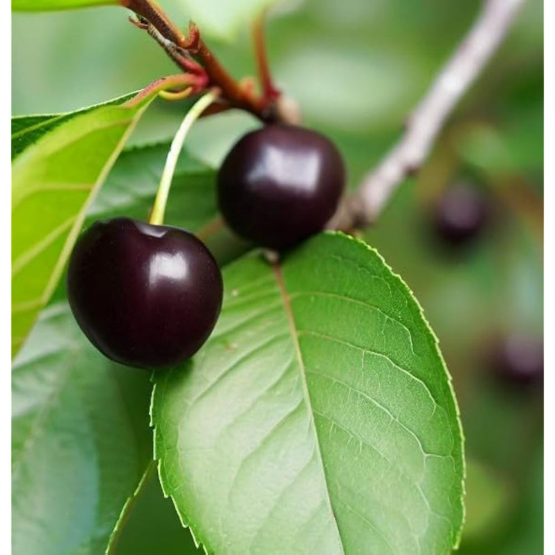 Graines de cerise noire à planter – Graines de jardin ancestrales sans OGM