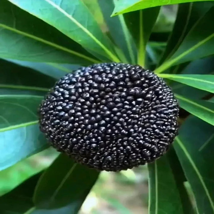 Black Chinese Bayberry Fruit Seeds for Planting – Exotic Fruit Tree Seeds