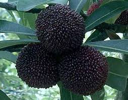 Black Chinese Bayberry Fruit Seeds for Planting – Exotic Fruit Tree Seeds
