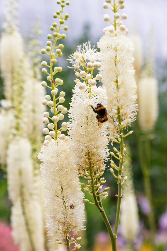 Black Cohosh Herb Seeds for Planting – Heirloom Non-GMO Garden Seeds