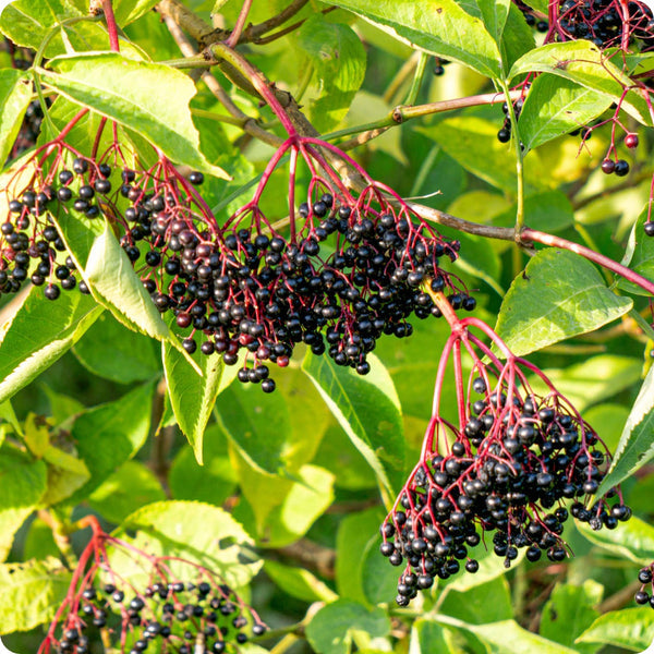 Black Elderberry Sambucus nigra Fruit Seeds for Planting – Heirloom Non-GMO Garden Seeds