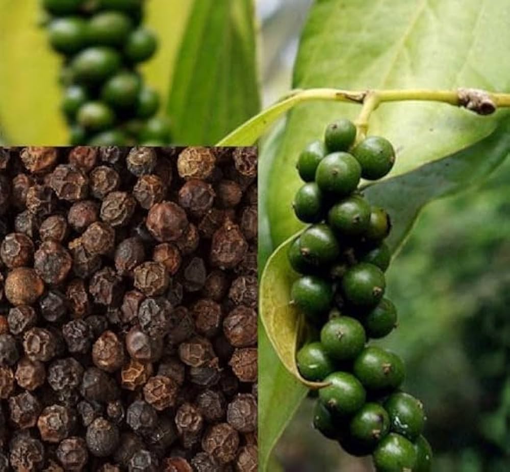 Black Hawk Pepper Seeds