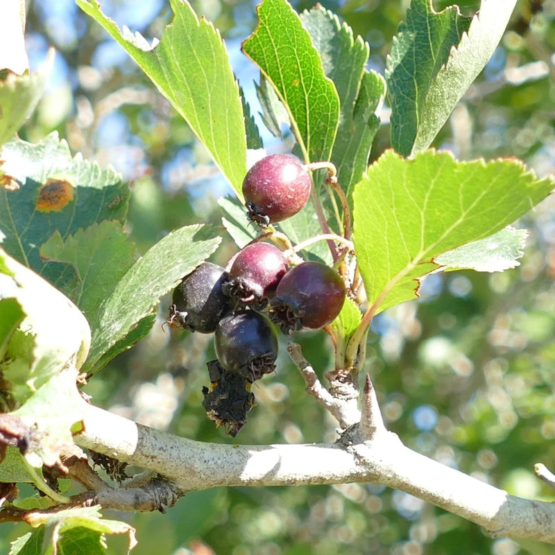 Black Hawthorn Fruit Seeds for Planting for Growing a Distinctive Crataegus Tree