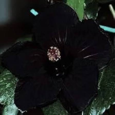 Black Hibiscus Flowers in Sunny Garden Border