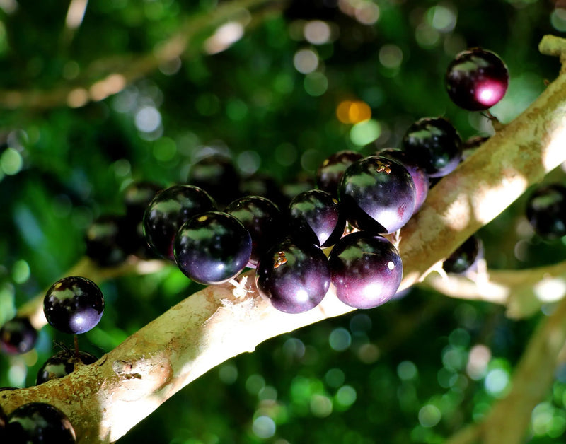 Black Jabuticaba Fruit Seeds for Planting – Heirloom Non-GMO Garden Seeds
