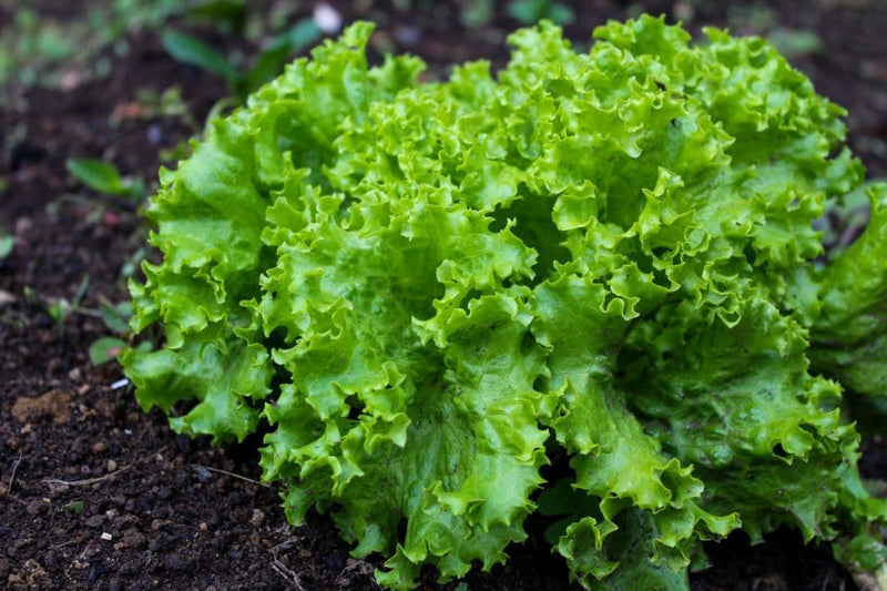 Black Lettuce Seeds for Planting – Heirloom Non-GMO Garden Seeds