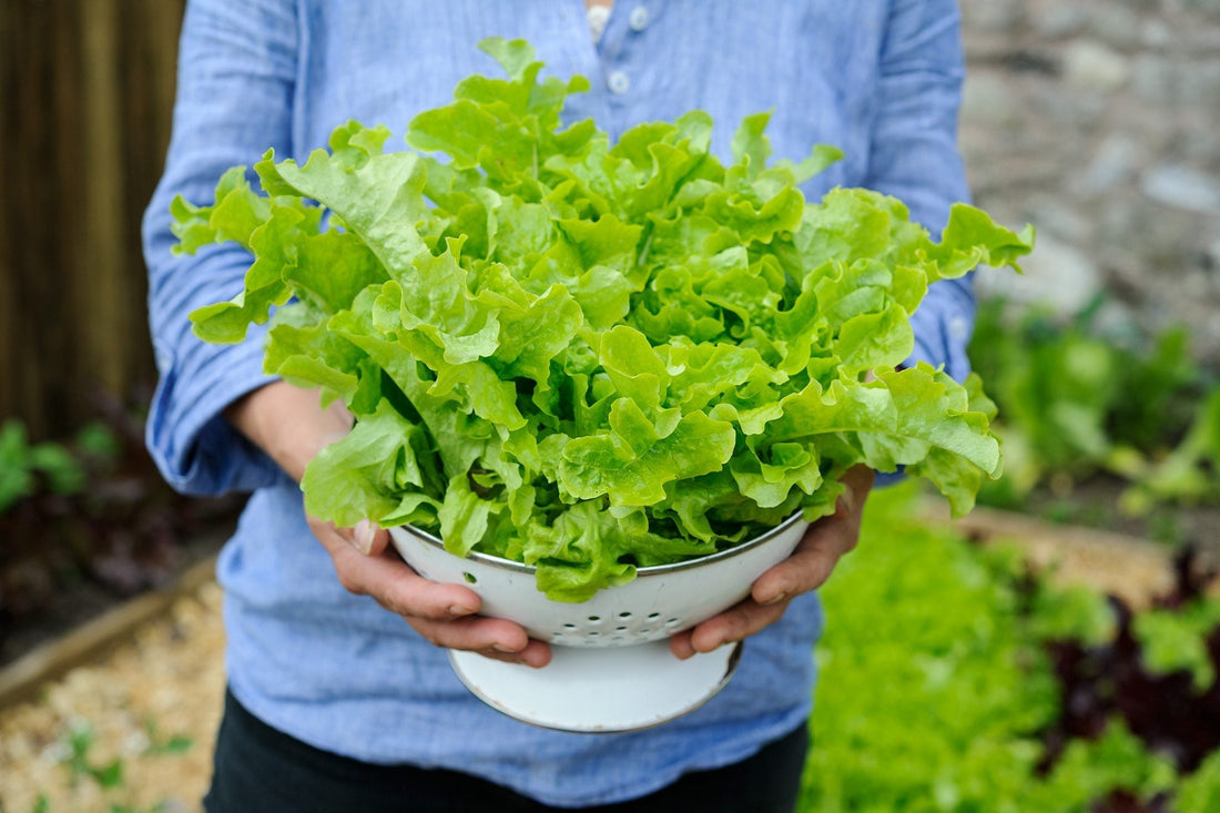 Black Lettuce Seeds