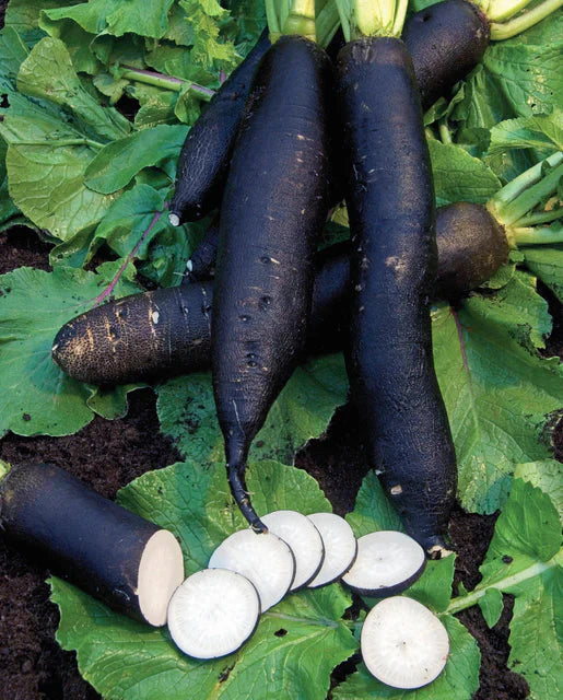 Black Radish Seeds