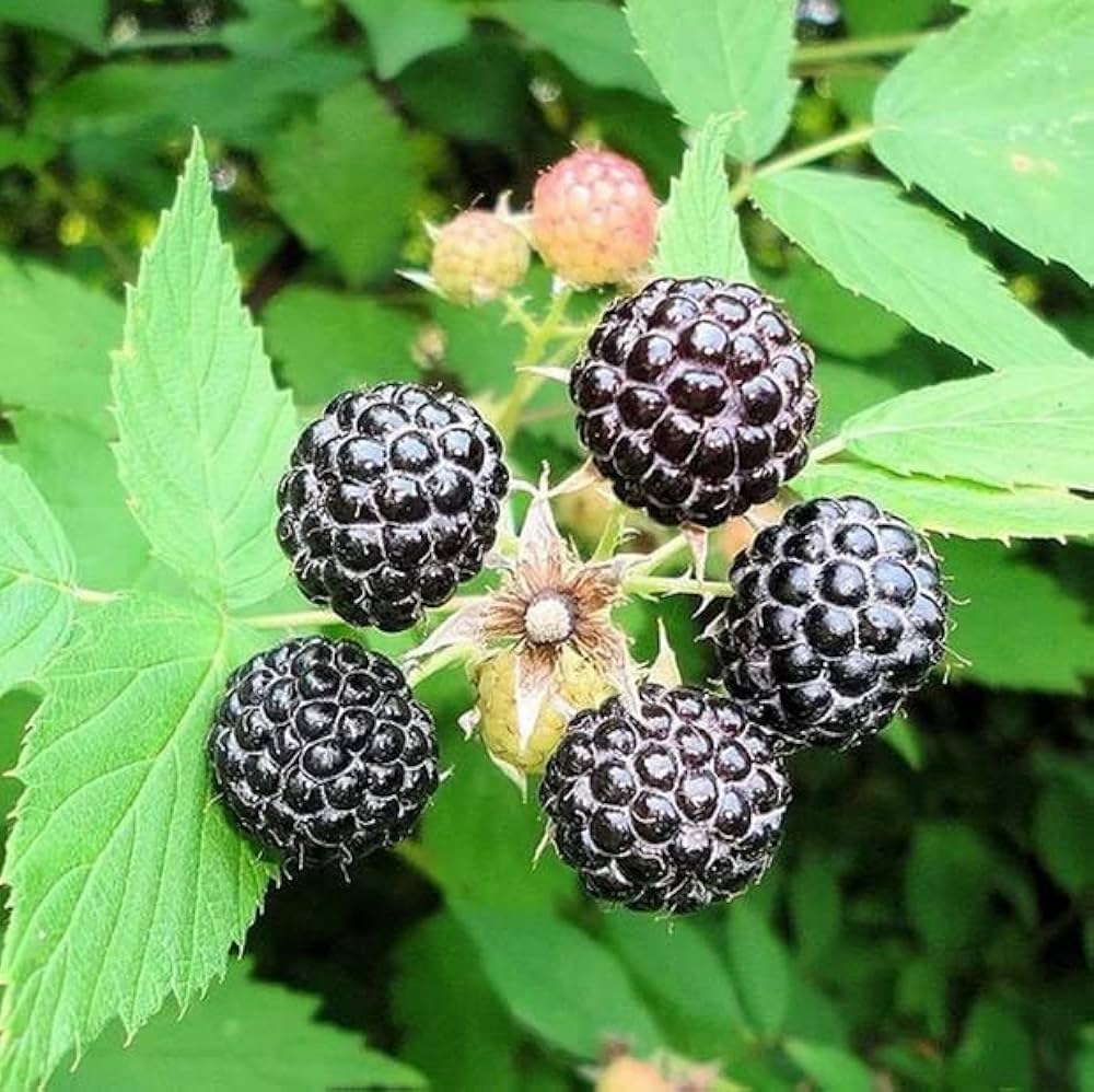 black raspberry seeds