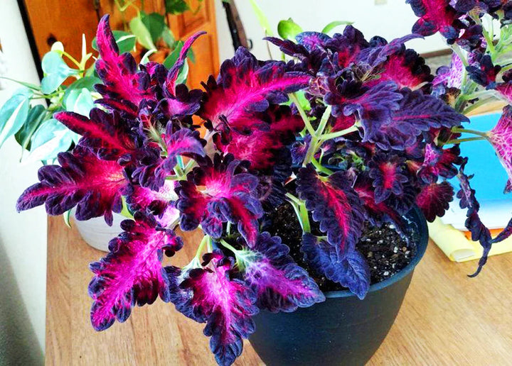 Black Red flower seeds