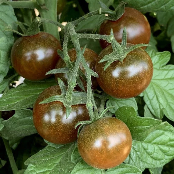 Black Red Tomato Seeds