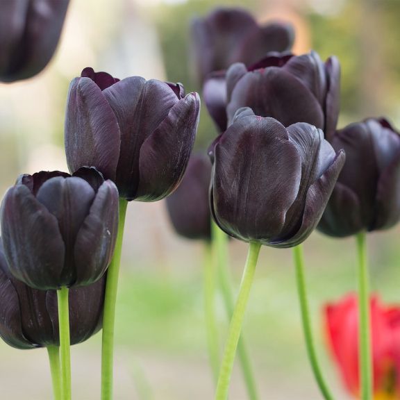 Black Tulip flower seeds