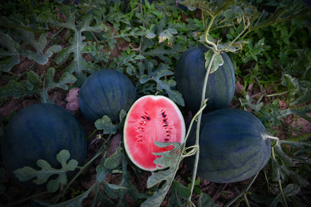 Black Watermelon fruit growing on a healthy garden vine with dark green rind