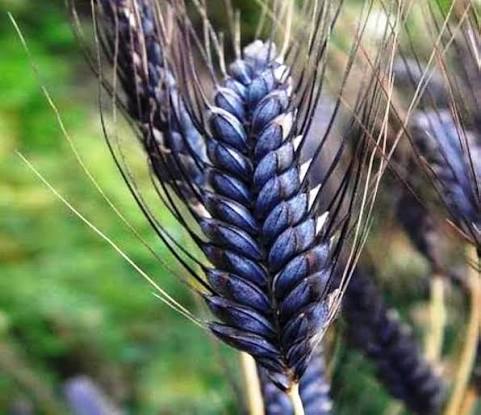 Black Wheat Plants Growing in Garden