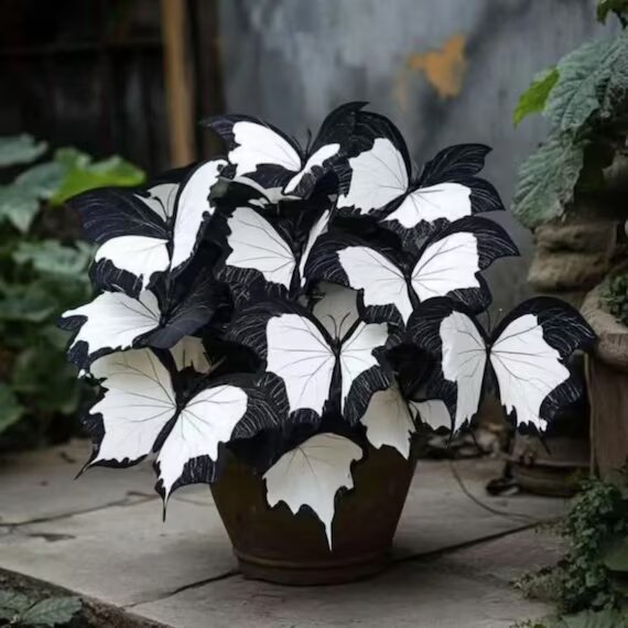 Moonlight Butterfly Begonia plant with distinctive black and white patterned foliage, displayed as an ornamental plant for indoor spaces and shaded gardens.