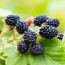 blackberry seeds