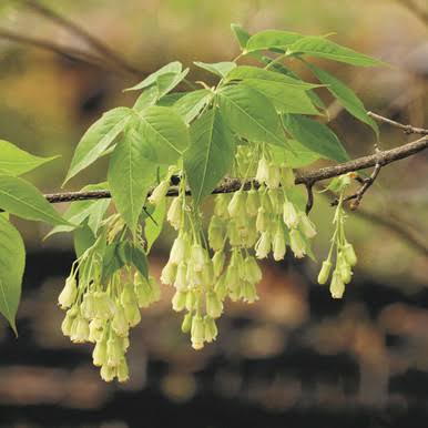 Bladdernut Flower Seeds for Planting featuring Diospyros whyteana evergreen shrub with glossy dark green leaves, pale flowers, and decorative lantern-like fruits