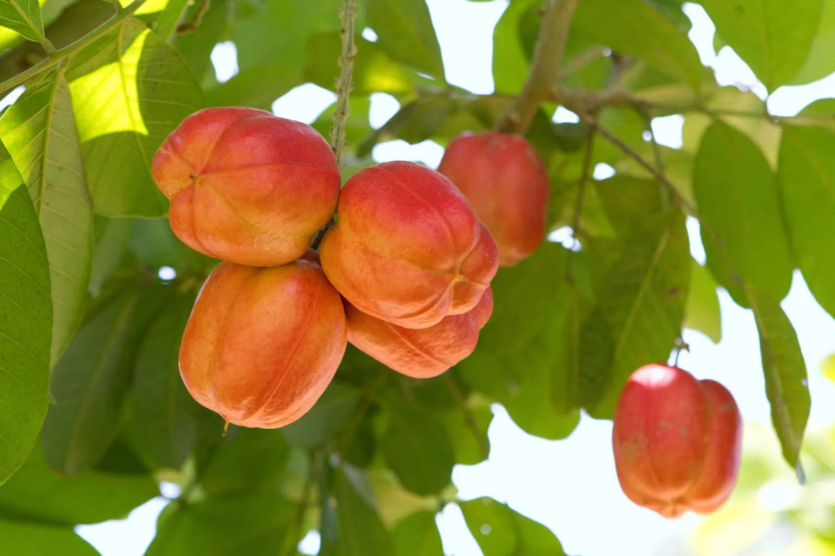 Butter Ackee fruit tree with glossy green foliage and distinctive red fruit pods growing in a tropical garden.