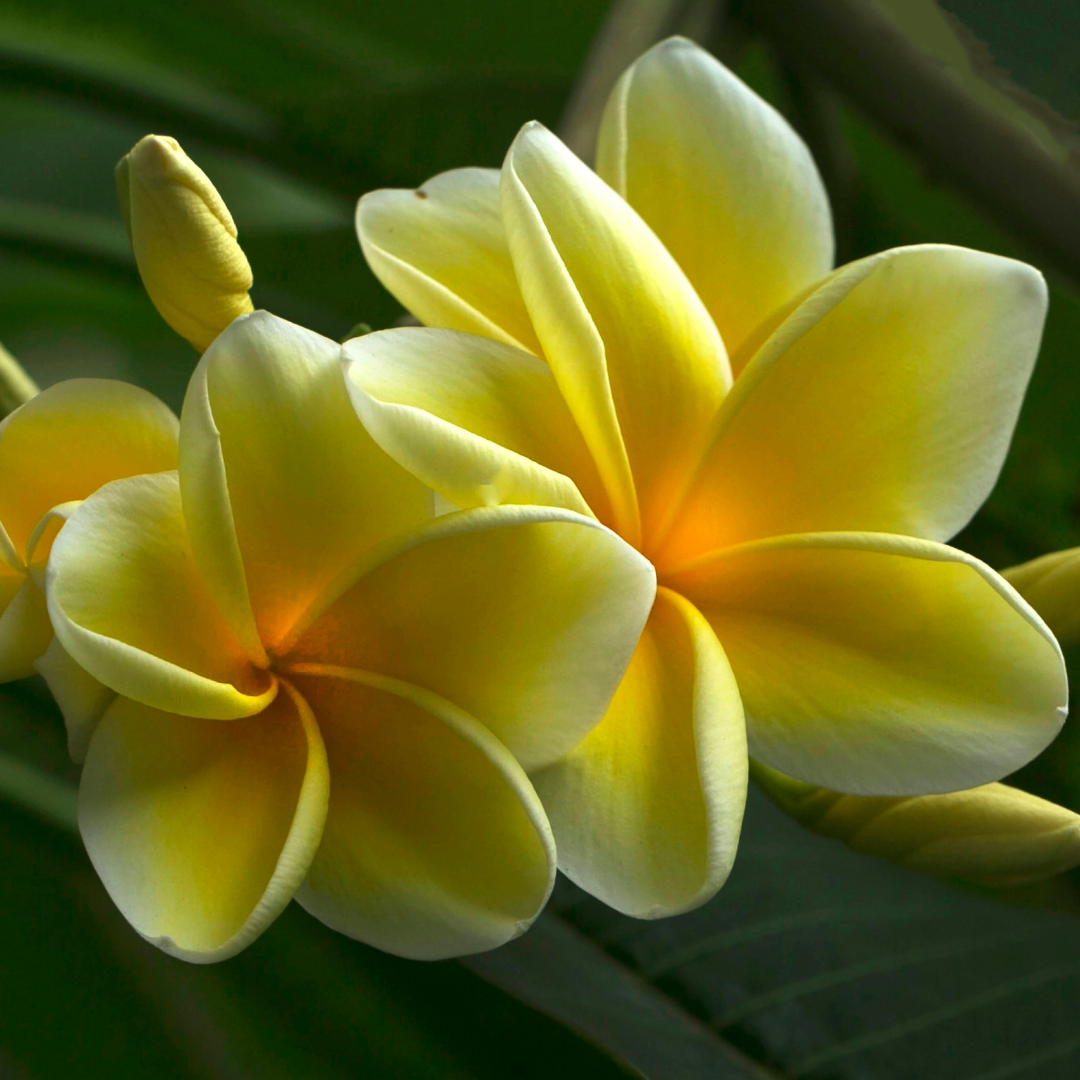 Yellow Fragrant flower seeds