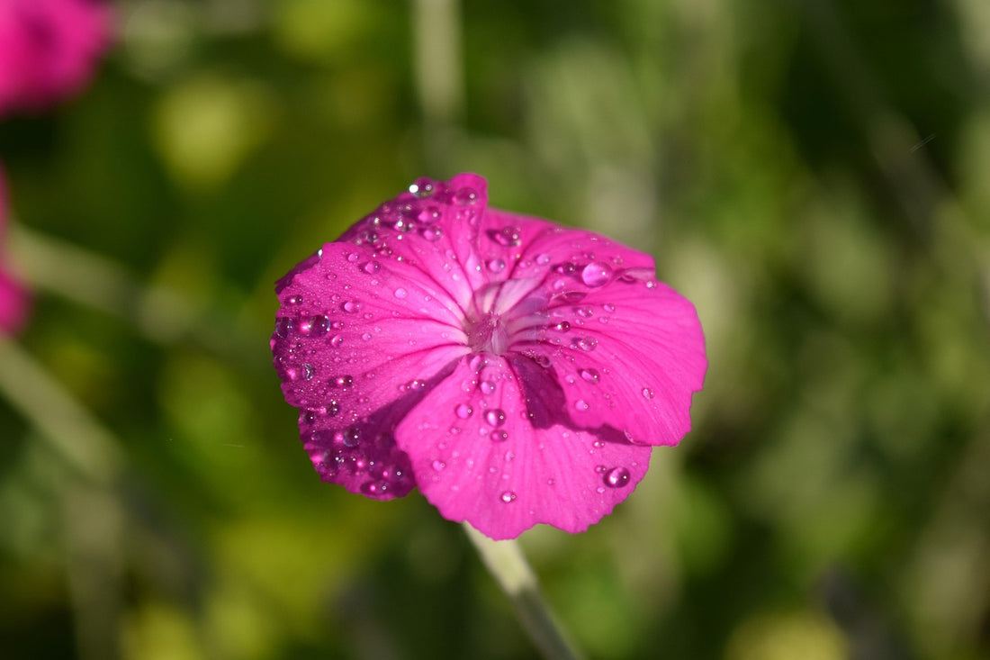 Pink Lychnis flower seeds
