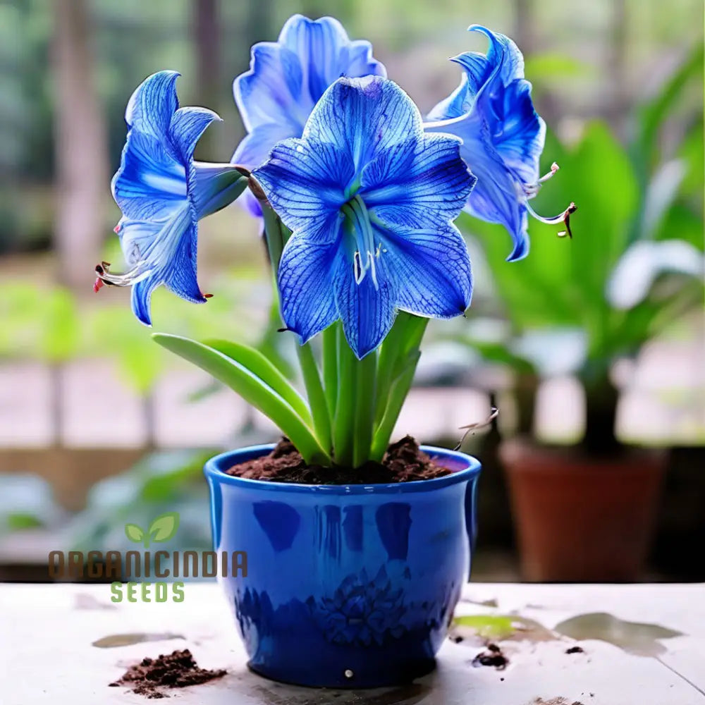 Light Blue flower seeds