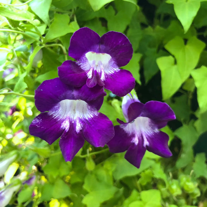 Asarina Climbing Snapdragon Growing in Cottage Garden