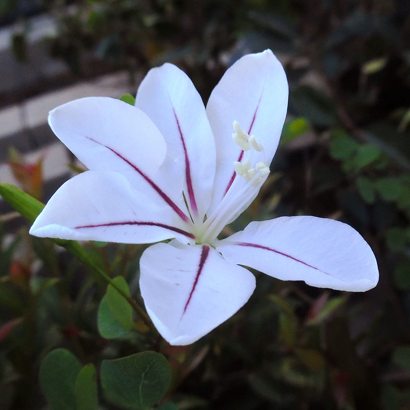 Blue Bauhinia flower seeds