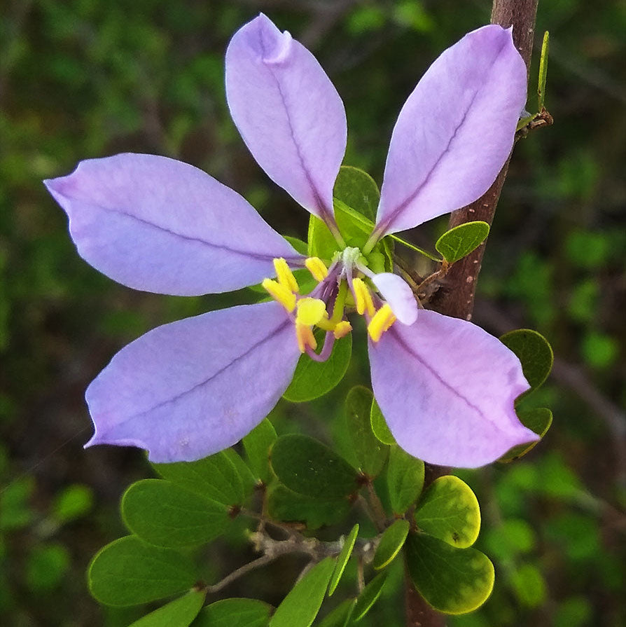 Blue Bauhinia flower seeds