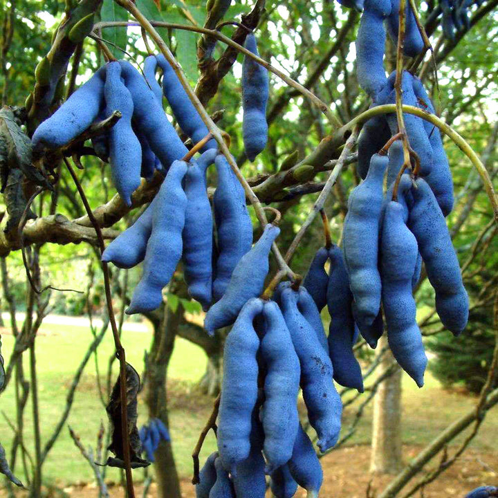 blue sausage seeds