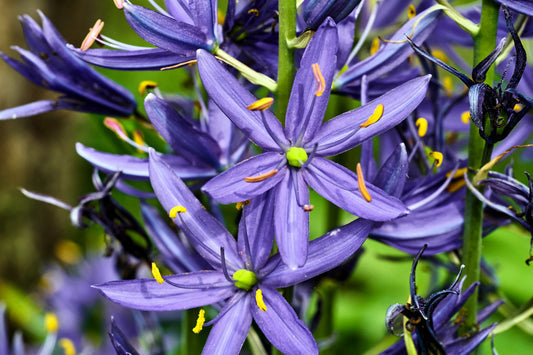 Blue Camas Flower Seeds for Planting – Heirloom Non-GMO Garden Seeds