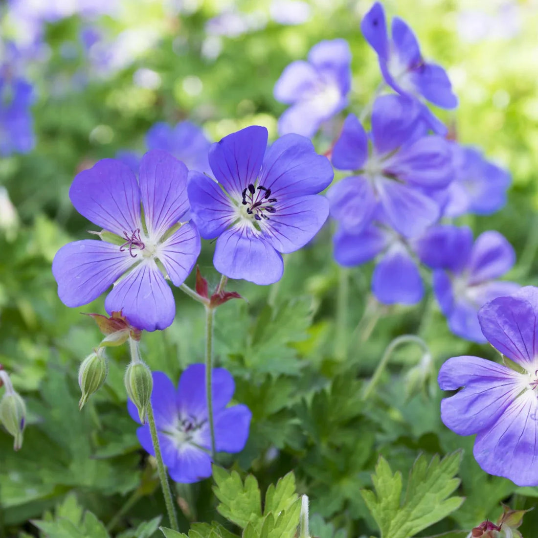 Blue Climbing flower seeds
