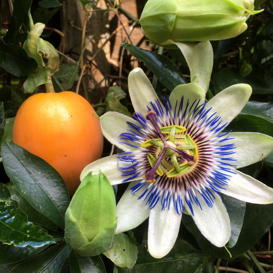 blue crown passion flower seeds