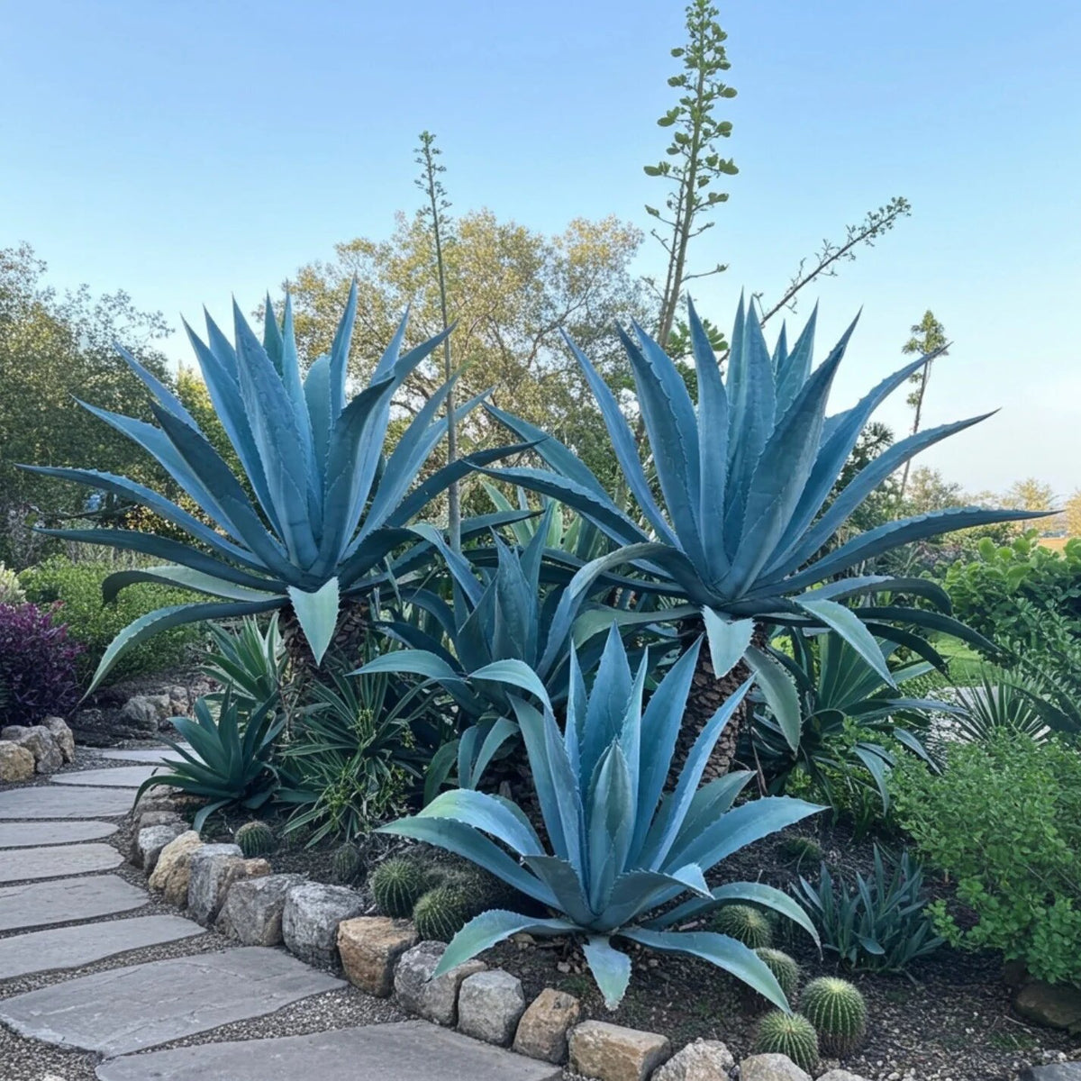 Blue Echeveria Purpusorum succulent plant with compact blue-green rosette foliage