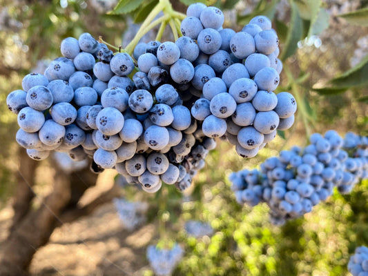 Blue Elderberry Fruit Seeds for Planting – Heirloom Non-GMO Garden Seeds