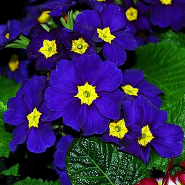 Blue Evening flower seeds