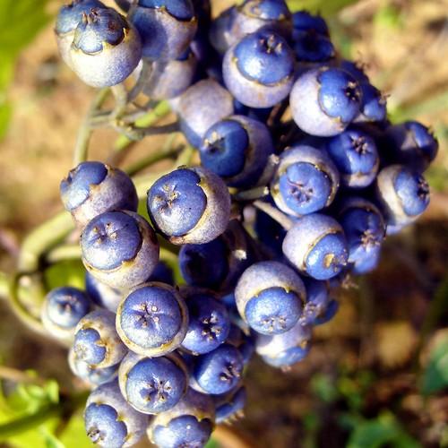 Blue Febrifuga Fruit Seeds for Planting – Heirloom Non-GMO Garden Seeds