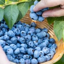 Blue Febrifuga Fruit Seeds for Planting – Heirloom Non-GMO Garden Seeds