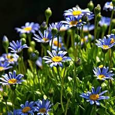 Felicia Amelloides with Blue Flowers and Bright Centers