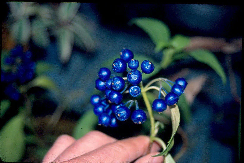 Blue Febrifuga Fruit Seeds for Planting – Heirloom Non-GMO Garden Seeds