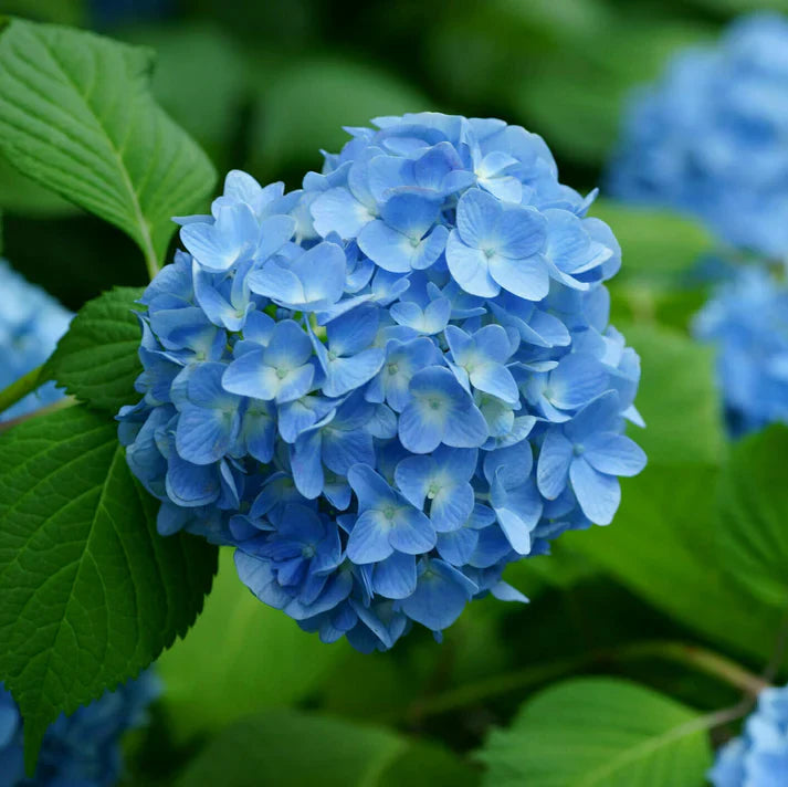 Blue Hydrangea flower seeds