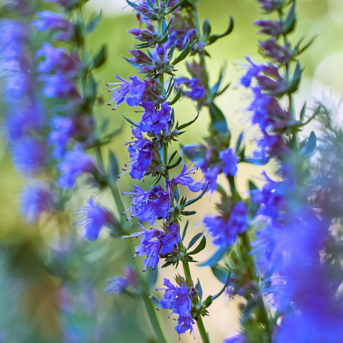 Blue Hyssop flower seeds