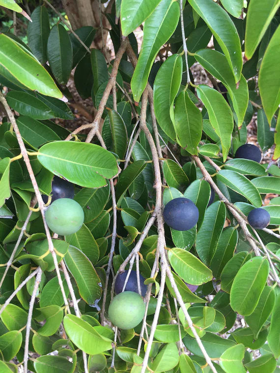 Blue Jaboticaba fruit tree with glossy green leaves, peeling bark, and dark purple grape-like fruits growing on its branches in a tropical garden.