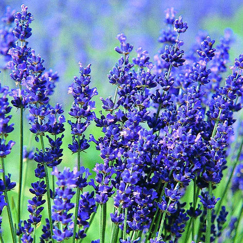 Blue Lavender flower seeds