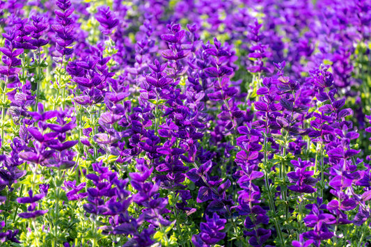 Blue Monday Clary Sage Flower Seeds for Planting – Heirloom Non-GMO Garden Seeds