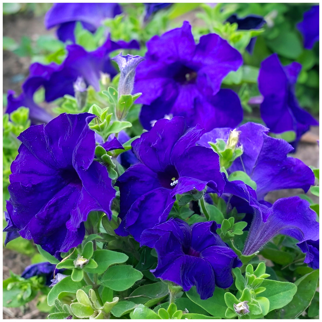 Blue Oblique flower seeds