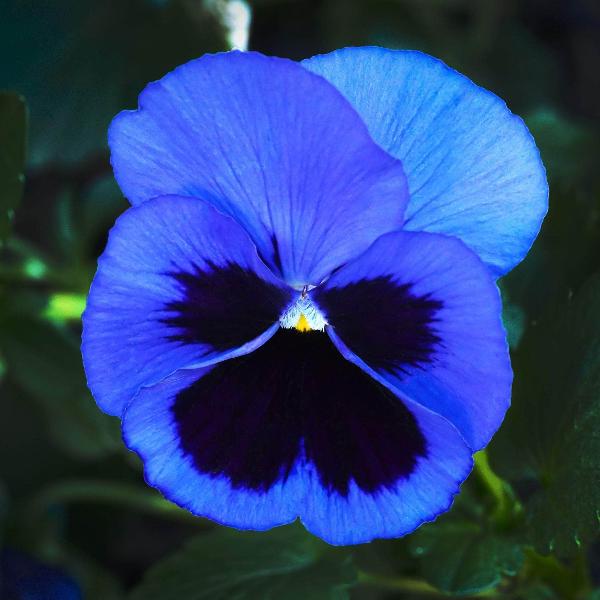 Blue Pansy flower seeds