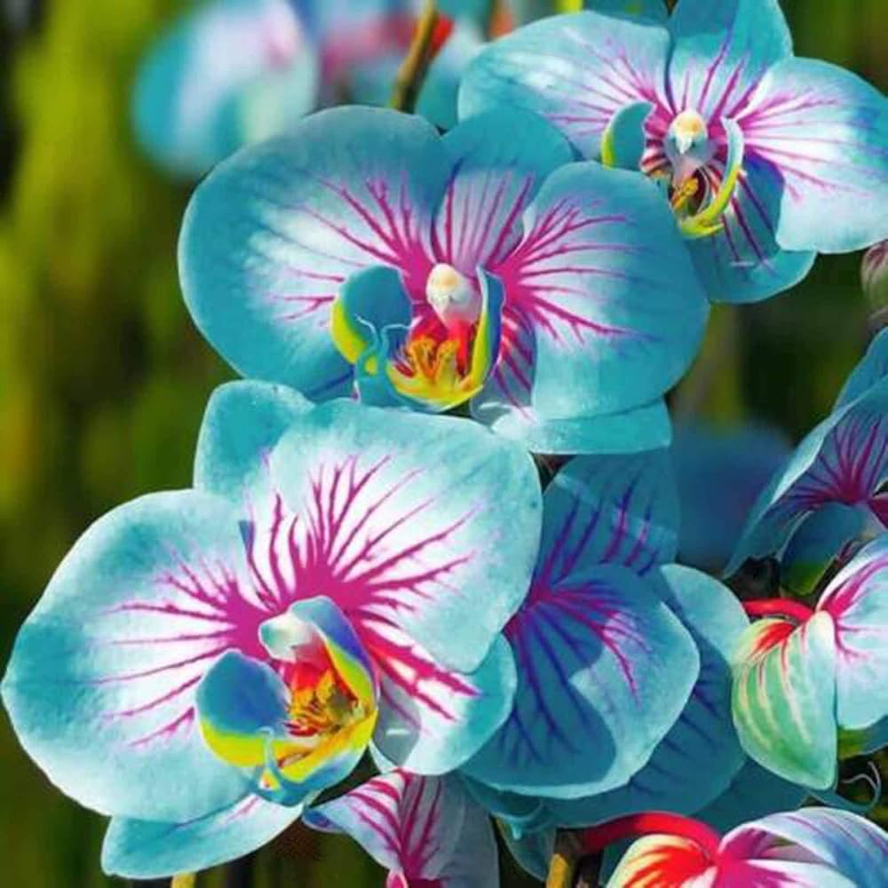 Blue Pink flower seeds