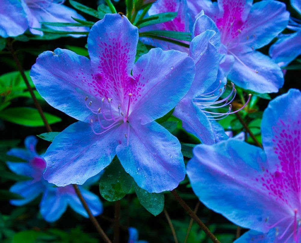 Blue Purple flower seeds