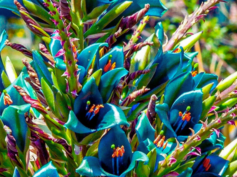 Green Blue flower seeds
