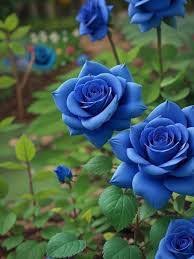 Blue Rose Flowers Growing in Decorative Garden Border